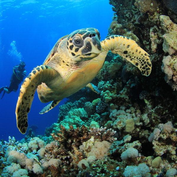 Caribe Naturaleza Viva