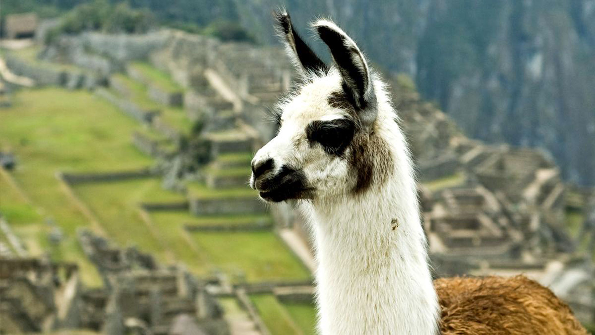Imagen de una Llama