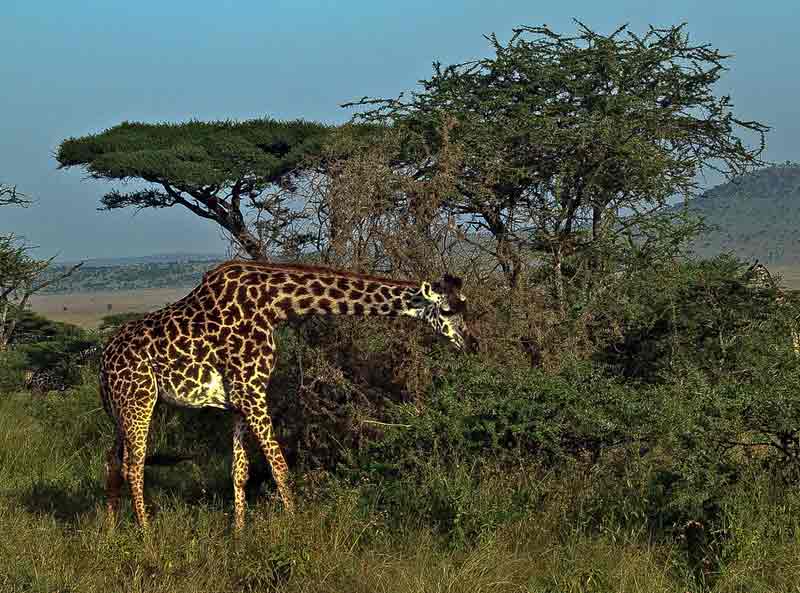 África Aventura&Tanzania, Kenia y Zanzíbar
